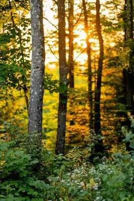 a group of trees in a forest with the sun setting at Chalet Memphrémagog Ski Spa, Étang in Mansonville