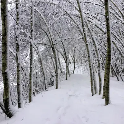 a snow covered path in a forest with snow covered trees at Sugar Hill Retreat #296692 in Lac-Brome
