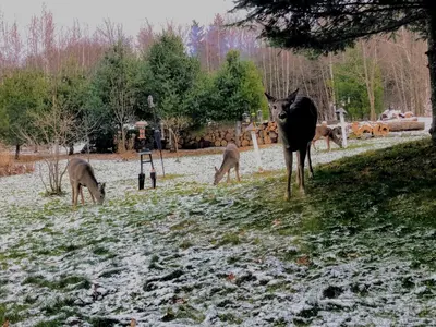 a group of deer in a field with snow at Sugar Hill Retreat #296692 in Lac-Brome