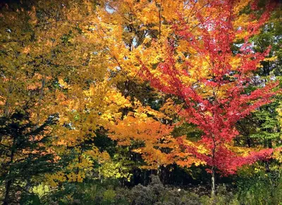 a group of trees with colorful leaves on them at Sugar Hill Retreat #296692 in Lac-Brome