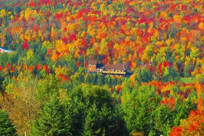 a house in the middle of a forest of trees at Le Gîte Ambrelane in Thetford Mines
