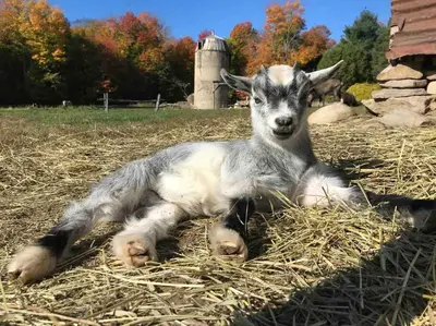 a baby goat laying on hay in a field at Glamping 4 saisons @ Eco Lodge Bûcheron Bergère in Ormstown