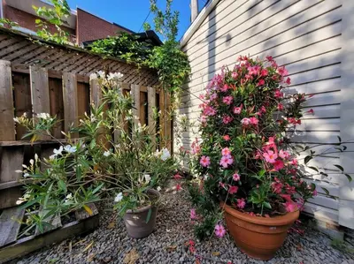 a bunch of flowers in pots next to a fence at Logement complet, proche métro, parking gratuit in Montréal