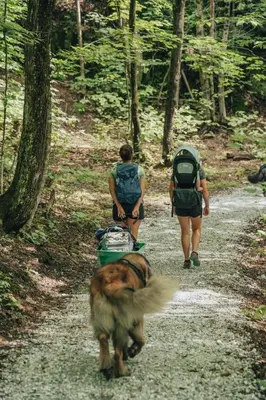 two people and a dog walking down a dirt trail at Cottage 2 de la Chute in Eastman