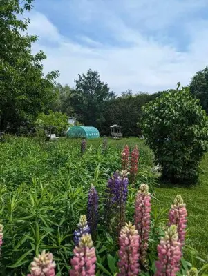 a field of flowers with a gazebo in the background at Gîte Richmond Inn in Richmond