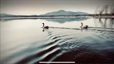 two geese are swimming on a body of water at Cap Magog! Près du lac Memphrémagog et Mont Orford in Magog-Orford
