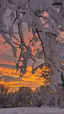 a snow covered tree with a sunset in the background at Loft in Louiseville