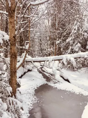 a snow covered forest with a pond and trees at Mont Megantic - Chalet Le Madison in La Patrie