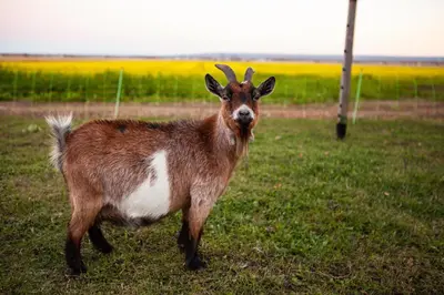 a brown and white goat standing in a field at Eco Lodge Bûcheron Bergère in Ormstown