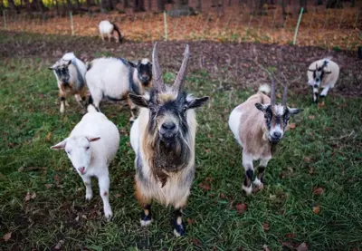 a group of goats standing in a field at Eco Lodge Bûcheron Bergère in Ormstown