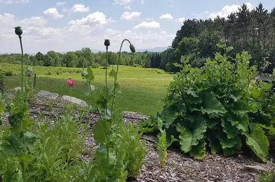 a garden with some plants in a field at Suite-appartement 2 chambres à la campagne. Rez de jardin in Dunham