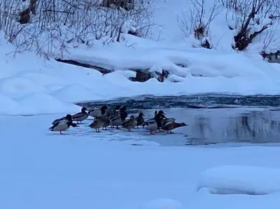 a group of ducks walking in the snow at Le Highwater - Cabin in Mansonville