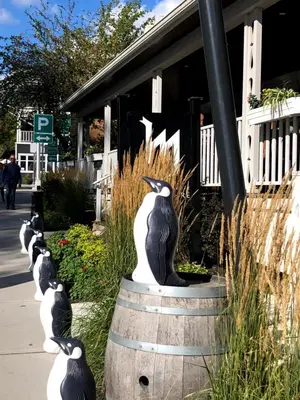 a group of black and white birds sitting on a barrel at OMagogcondo com A in Magog-Orford
