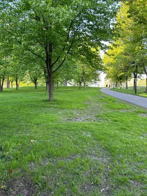a tree in the grass next to a road at Walk on the riverside in Montréal