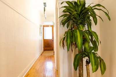 a plant in a hallway next to a door at Appartement au coeur de Villeray in Montréal