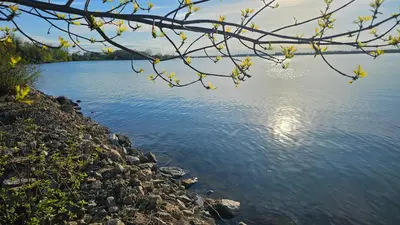 a tree branch with yellow flowers next to a body of water at Hotel Oasis Lac St-Louis in Salaberry de Valleyfield