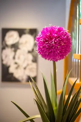 a purple flower in a vase on a table at Archimede Panorama Spa in Austin