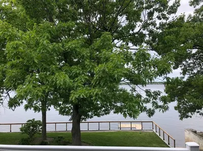a tree in front of a body of water at Spacious Lakefront Champlain lake with SPA in Venise-en-Québec