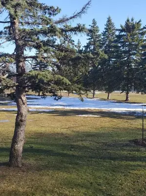 a tree in the middle of a field with trees at Le cosy for familys, home work in Longueuil