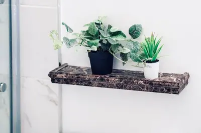 two potted plants on a shelf in a bathroom at Charming 2 BD condo griffintown in Montréal