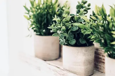 three potted plants in white vases sitting on a shelf at Charming 2 BD condo griffintown in Montréal