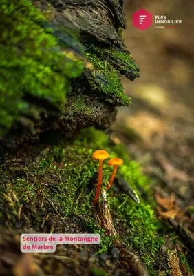 a couple of orange mushrooms on a tree stump at L'Ermite - Rustique Écoresponsable Dans la nature in Notre-Dame-Des-Bois