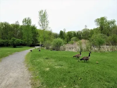 a group of geese walking in a field next to a dirt road at Perle Urbaine Chic et confort in Longueuil