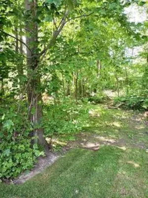 a path in a wooded area with a tree at Villa le Voyageur in Sherbrooke