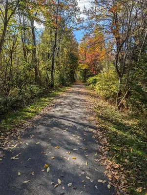 a tree lined road in the middle of a forest at Lac et Montagne Eastman in Eastman