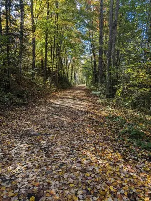 a road covered in leaves in the woods at Lac et Montagne Eastman in Eastman