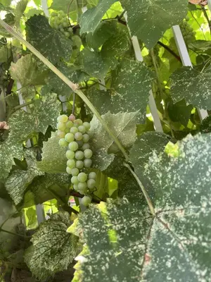 a bunch of green grapes growing on a plant at La campagne en ville avec spa in Laval