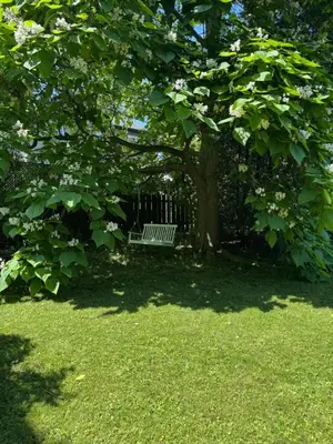 a bench sitting under a tree in a yard at la voyageuse in Longueuil