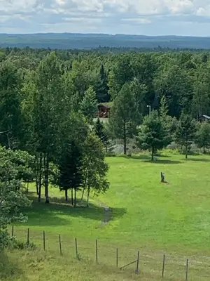 a horse in a field with trees and a fence at Impérial du Domaine de la Chasse Gardée in Linière