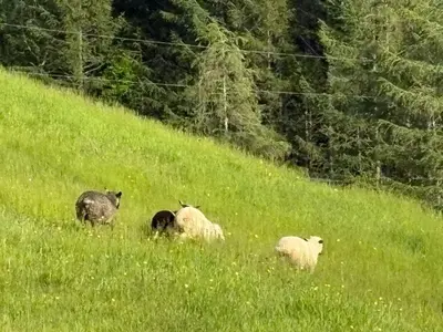 a group of sheep grazing on a grassy hill at Impérial du Domaine de la Chasse Gardée in Linière