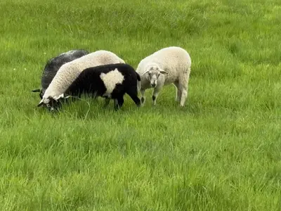three sheep grazing in a field of grass at Impérial du Domaine de la Chasse Gardée in Linière