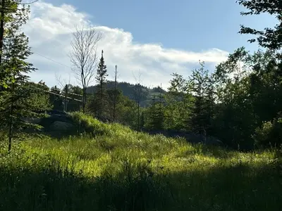 a field of tall grass with trees in the background at Spa - Chalet Sur Les Sentiers du Pic-Bois in Adstock