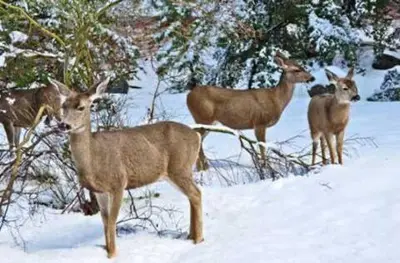 a group of deer standing in the snow at 3 bedrooms in Brossard,mins to REM station,hwy in Brossard