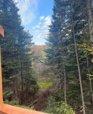 a view of a forest from a train window at Chalet Le Mona in Notre-Dame-Des-Bois