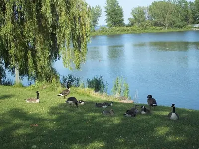 a group of ducks standing in the grass near a lake at Riverside stay, 2 bedrooms, 1 office, free parking in Montréal