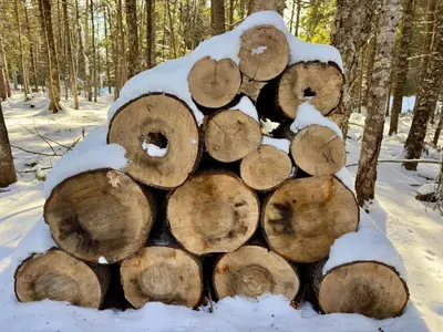a pile of logs in the snow at Pur Nature Garthby et Sauna in Saint-Gérard