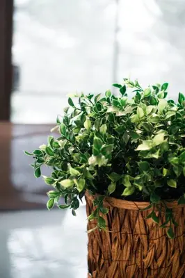 a potted plant in a wooden vase at Lynx spa detente Orford in Magog-Orford