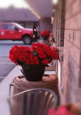 a flower pot filled with red flowers on a building at Motel Alexandrin in Saint-Georges