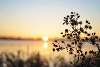 a plant with the sunset in the background at Lake & Game Room - Chalet Brothers and Sun in Disraeli