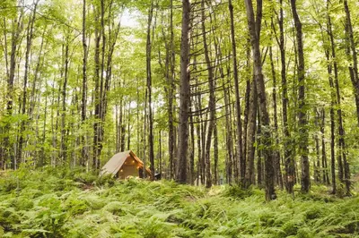 a tent in the middle of a forest at Huttopia Sutton in Sutton