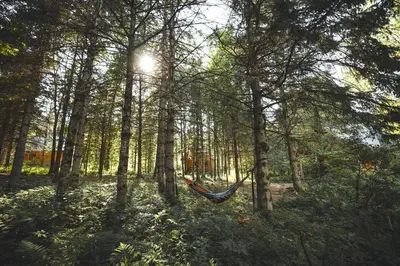 a hammock in the middle of a forest at Huttopia Sutton in Sutton