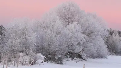 a group of trees covered in snow at Maison du Mont-Mégantic spa à l'année in Lac-Mégantic