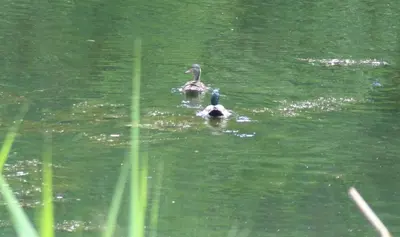 a couple of ducks swimming in the water at Motel des Deux Lacs in Waterloo