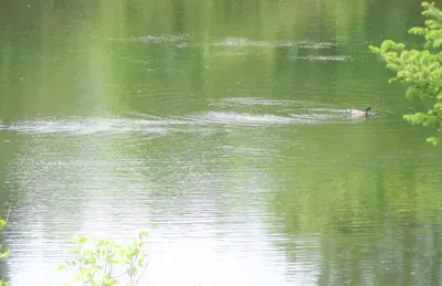 a duck swimming in a body of water at Motel des Deux Lacs in Waterloo