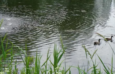 two ducks are swimming in the water at Motel des Deux Lacs in Waterloo