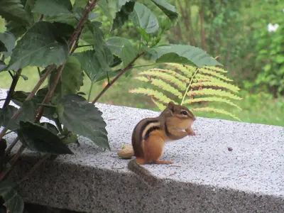 a small squirrel sitting on top of a wall at Gîte Saint-Laurent in Trois-Rivières